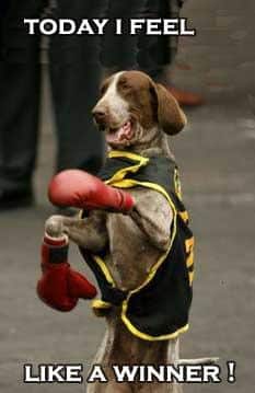 boxing-dog