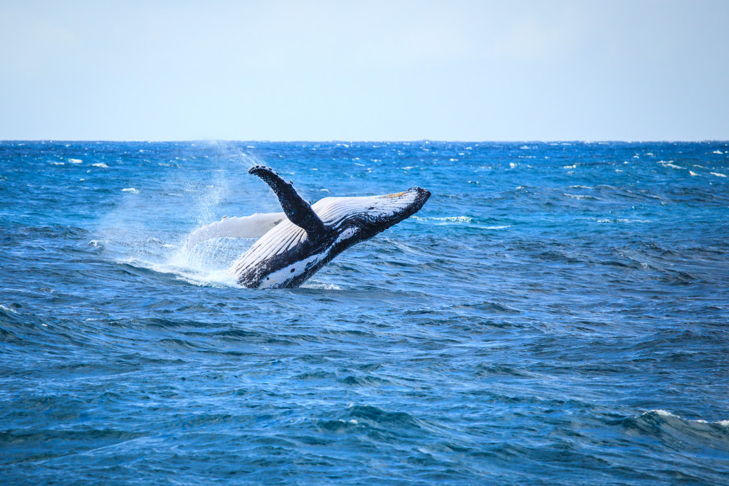 A hump back whale breaching in the Atlantic Ocean